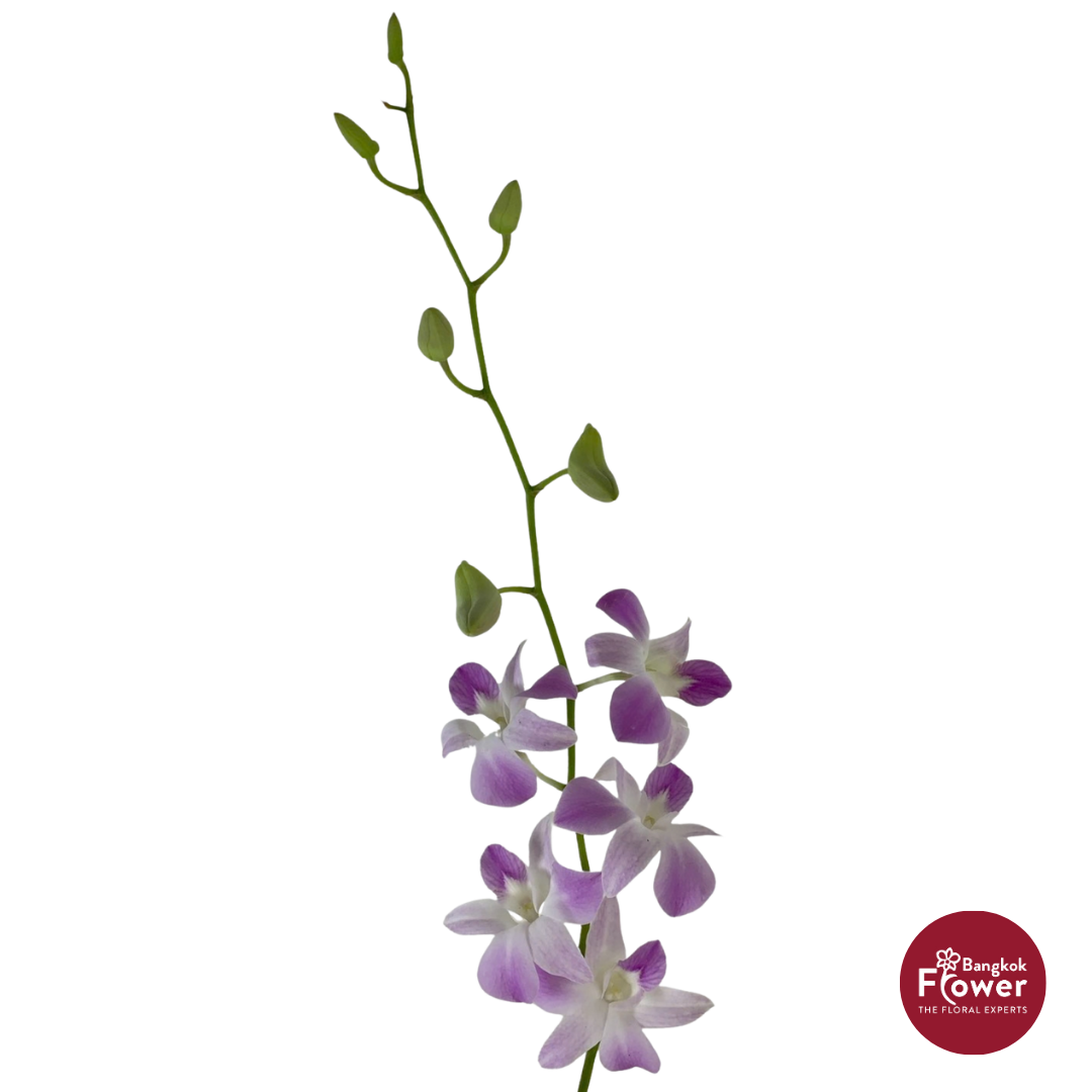 Dendrobium Orchid SLK