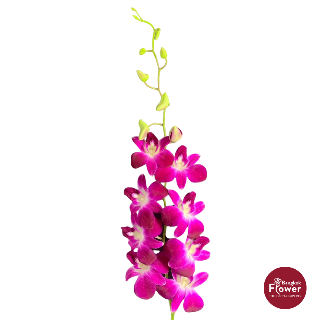 Dendrobium Orchid SN