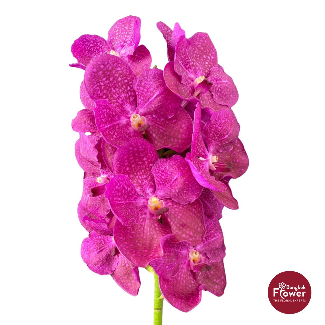 Vanda Orchid Hot Pink