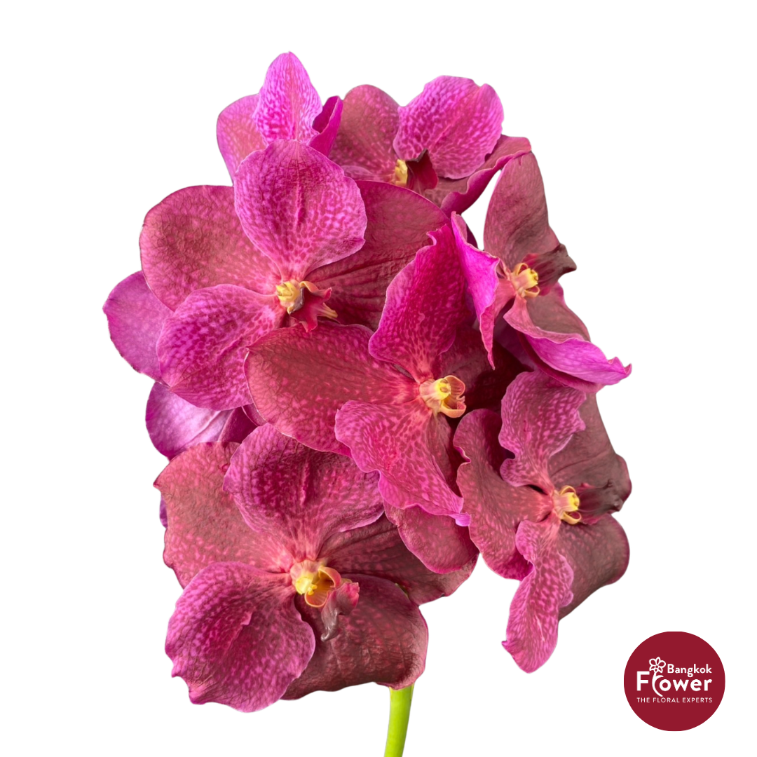 Vanda Orchid Dark Pink