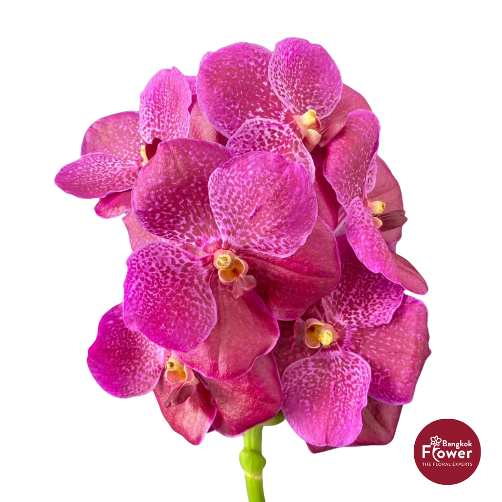 Vanda Orchid Dark Pink