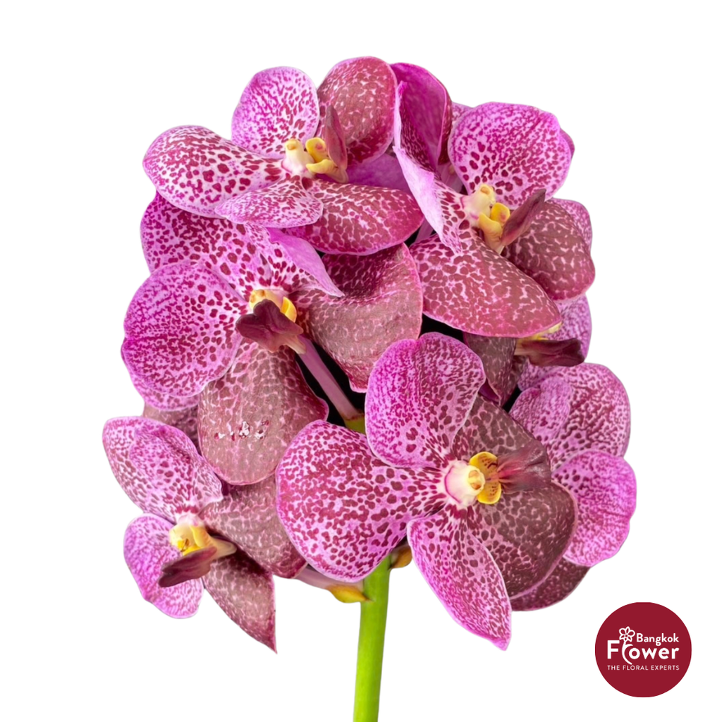Vanda Orchid Dark Pink