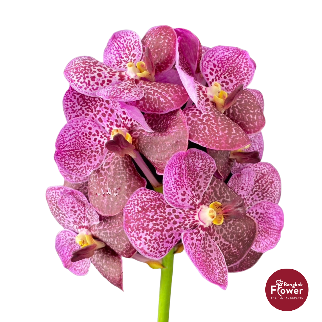 Vanda Orchid Dark Pink