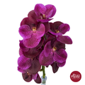 Vanda Orchid Deep Purple