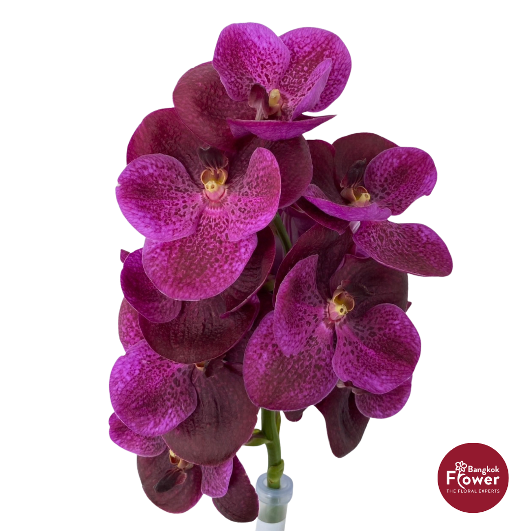Vanda Orchid Deep Purple
