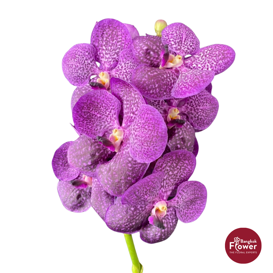 Vanda Orchid Magenta Purple