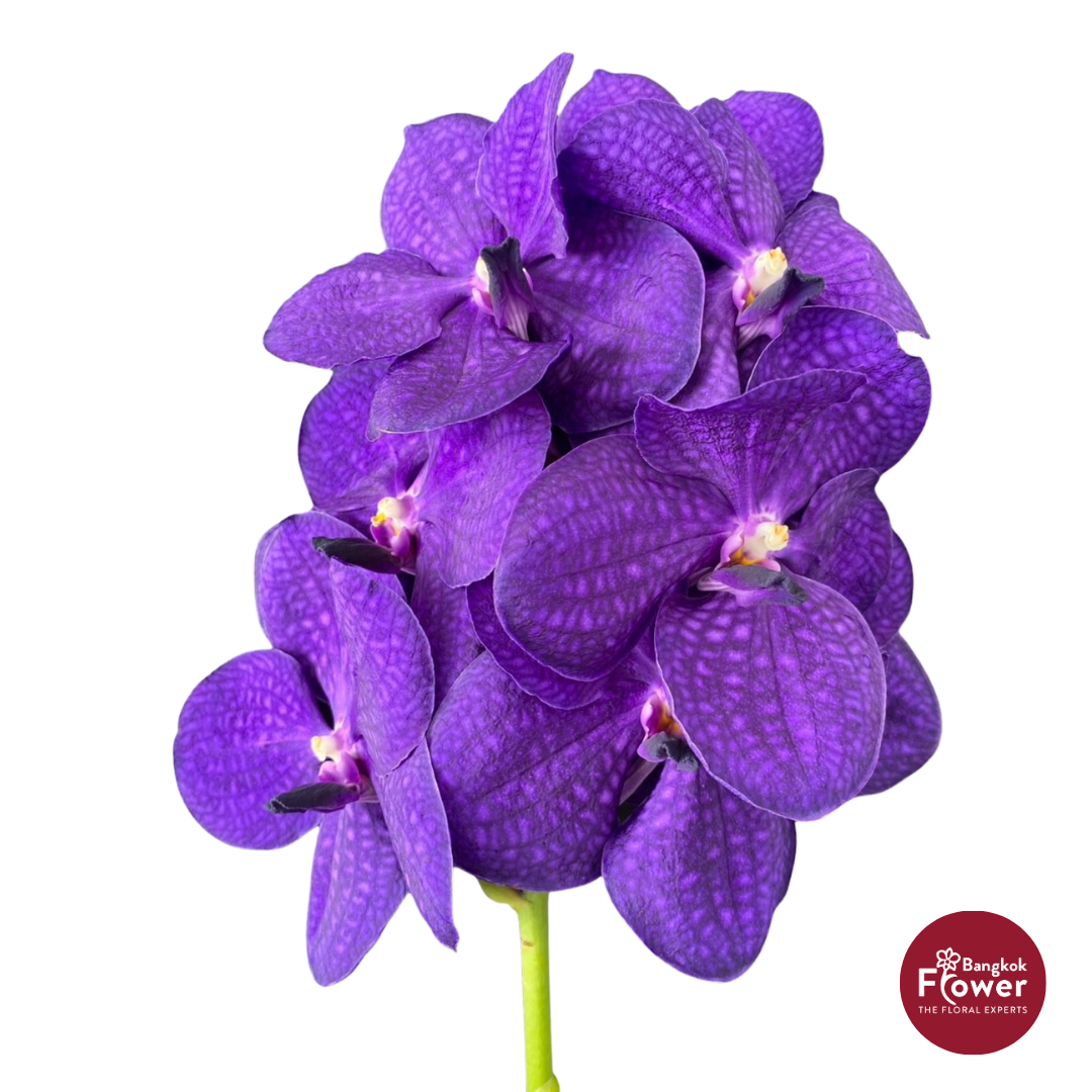 Vanda Orchid Purple