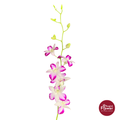 Dendrobium Orchid SP