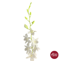 Dendrobium Orchid SW