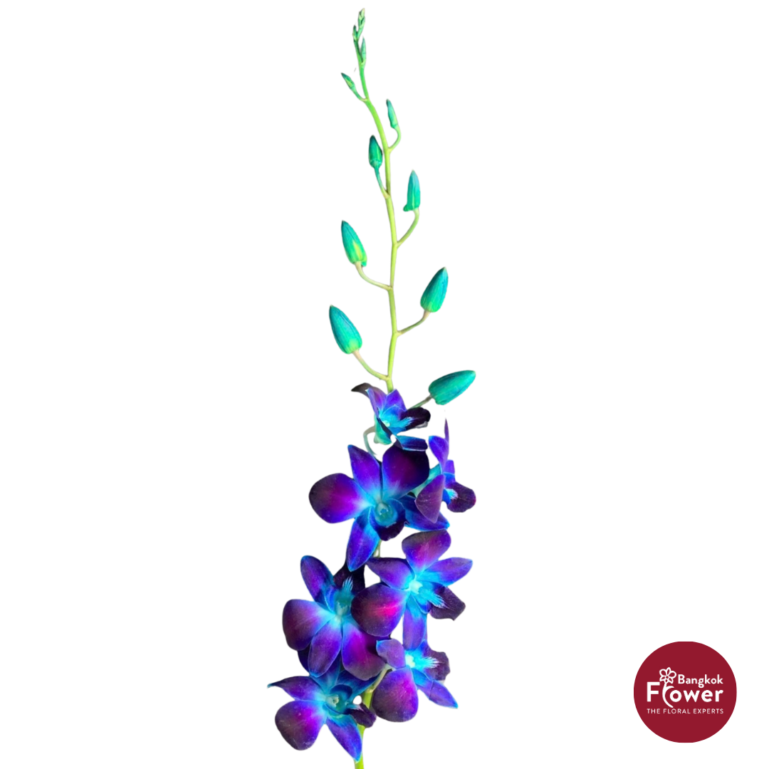 Dendrobium Orchid SNB
