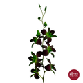 Dendrobium Orchid SNG
