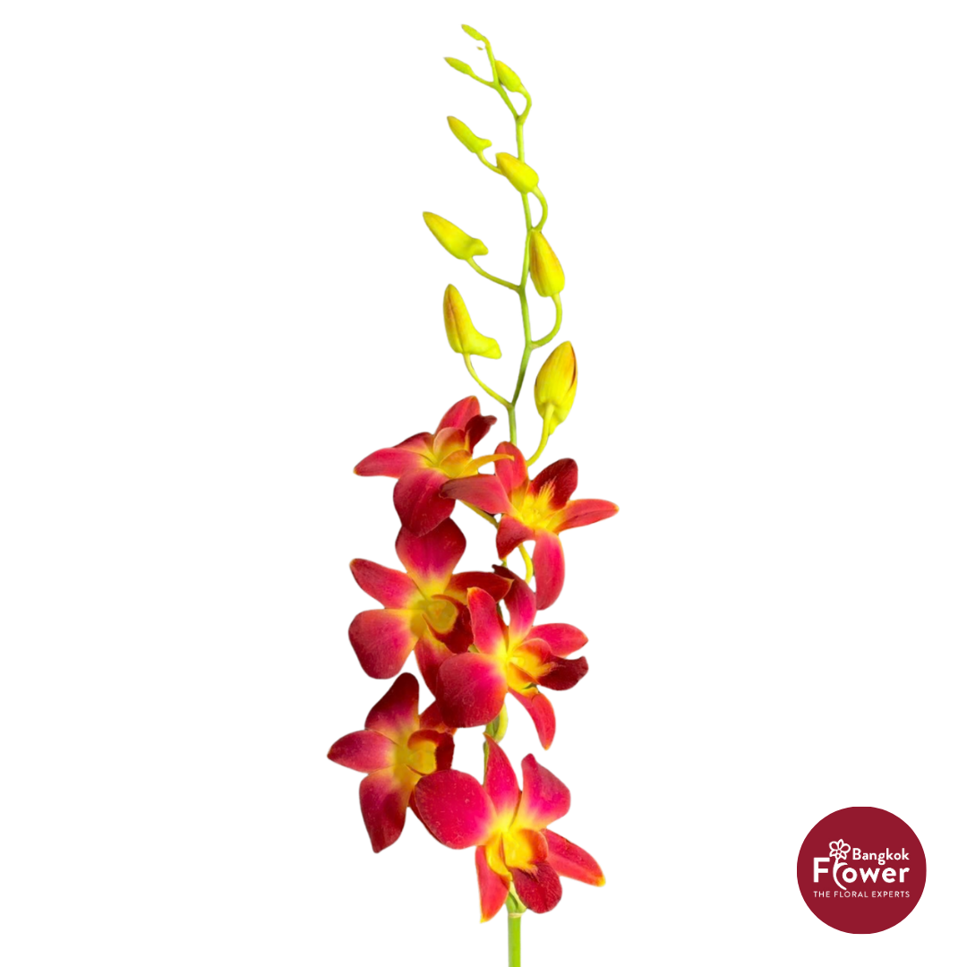 Dendrobium Orchid SNY