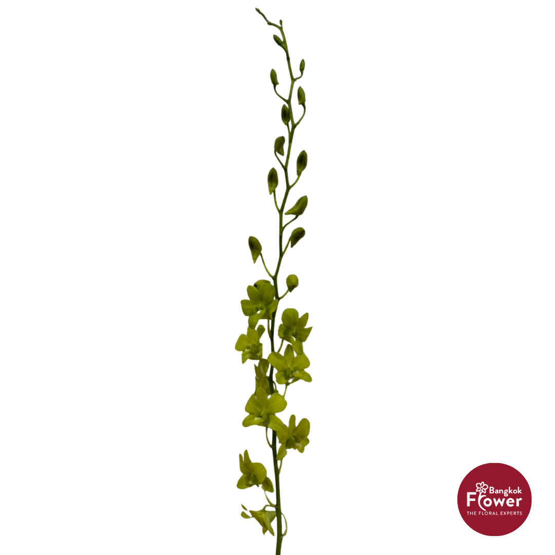 Dendrobium Orchid TML