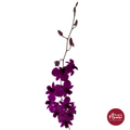 Dendrobium Orchid TNMD
