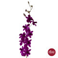 Dendrobium Orchid TPY