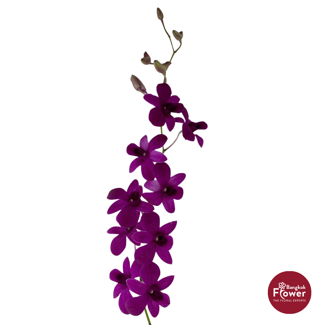 Dendrobium Orchid TPY