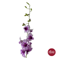 Dendrobium Orchid TT