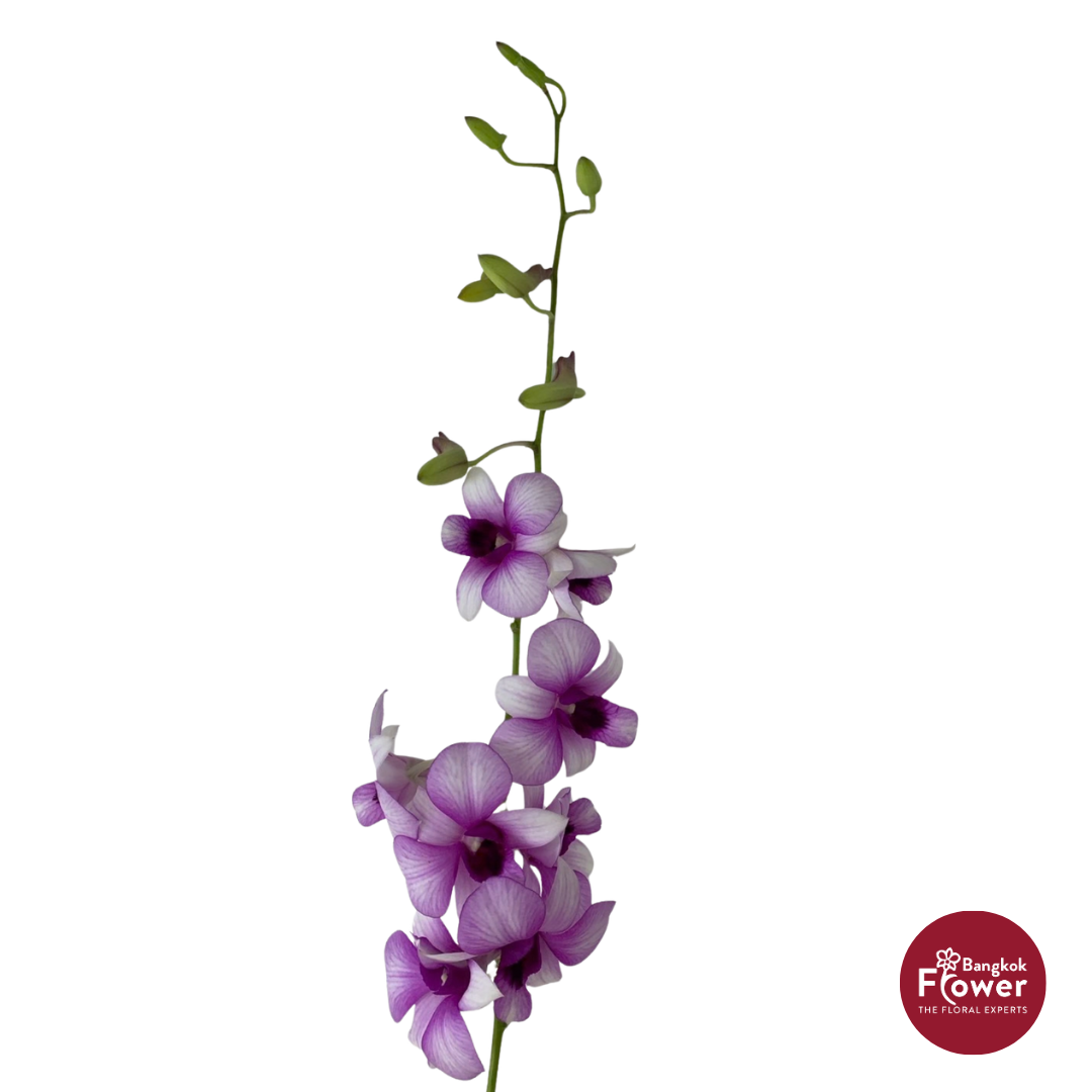 Dendrobium Orchid TT