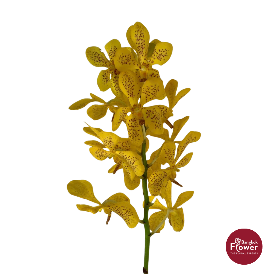 Mokara Orchid Y-BIG