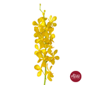 Mokara Orchid YELLOW1