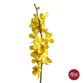 Mokara Orchid YELLOW2