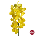Mokara Orchid YELLOW3