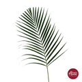 Yellow Palm