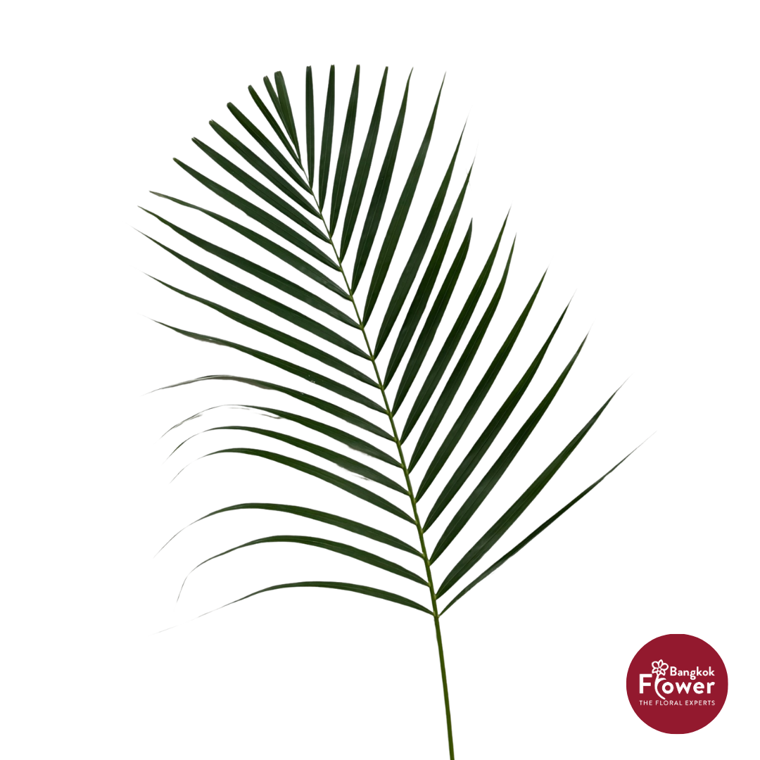 Yellow Palm